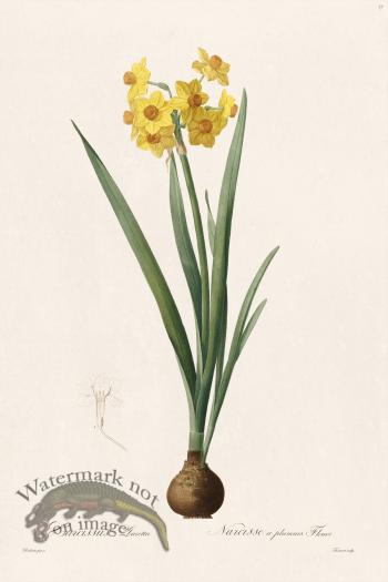 Les Liliacees Redoute 017